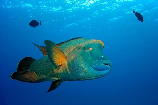 Photo:  Barrier Reef Parrot fish 